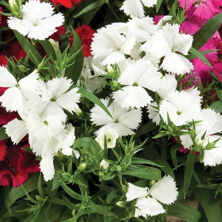 White Diamond, Dianthus - Packet image number null
